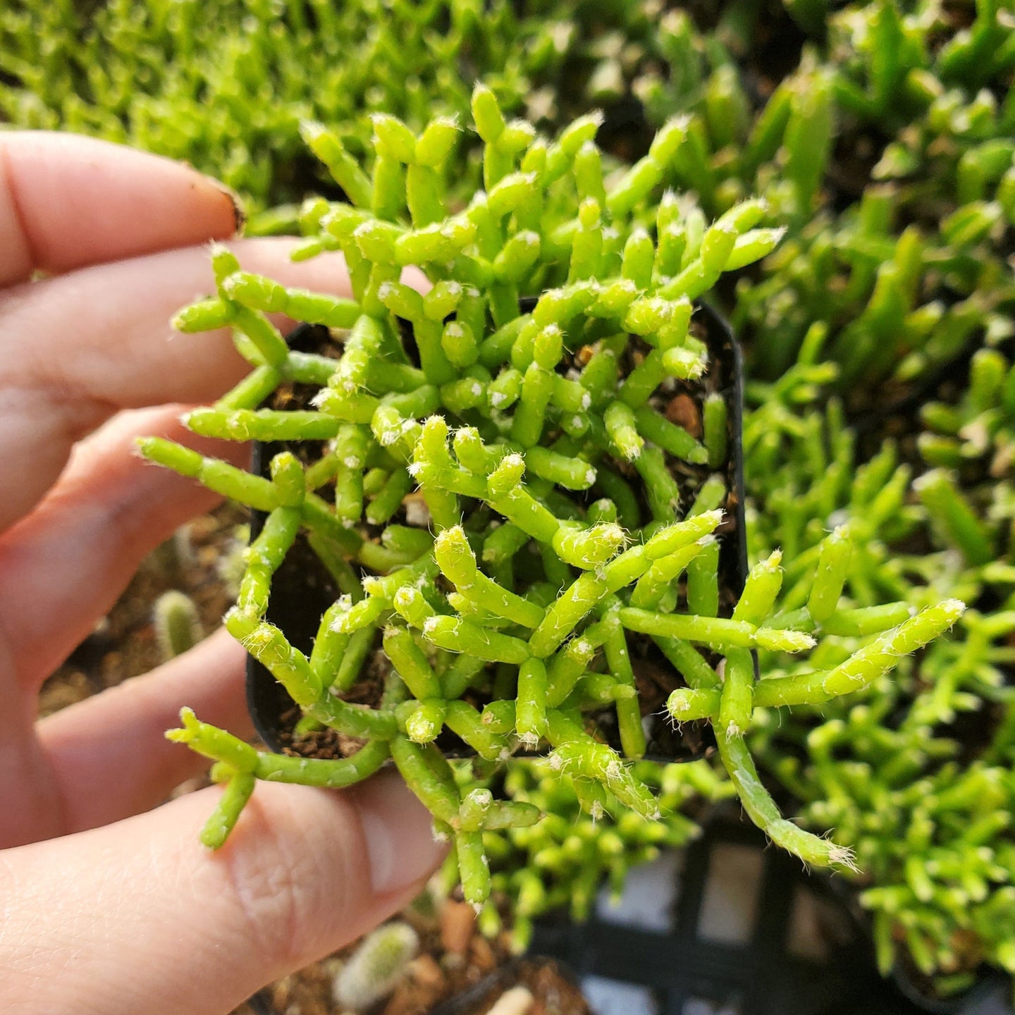 Rhipsalis  cereuscula 'Coral Cactus'